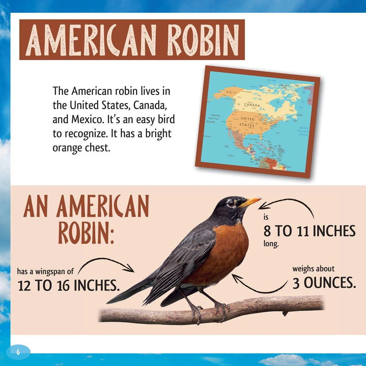 And the Winner Is…Who Is the Fastest Bird in the Sky?