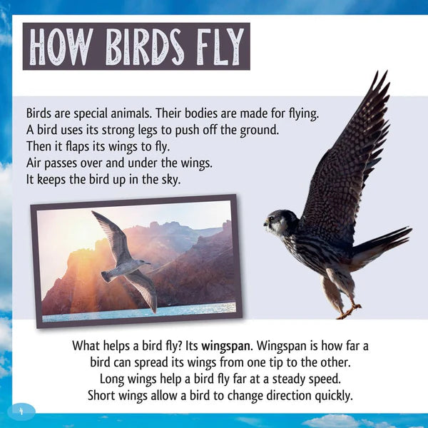And the Winner Is…Who Is the Fastest Bird in the Sky?