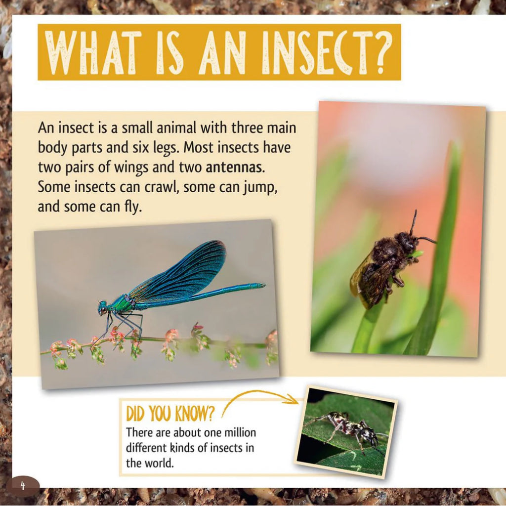 And the Winner Is...Who is the Longest-Living Insect on Earth?